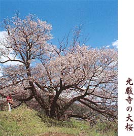 光厳寺の大桜